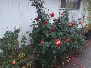 Winter Pruning of Roses