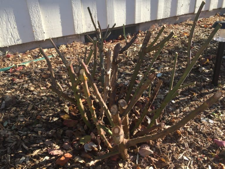 Winter Pruning of Roses The Garden Delicious