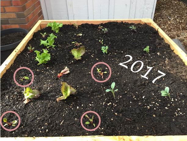 Spring planting 2017