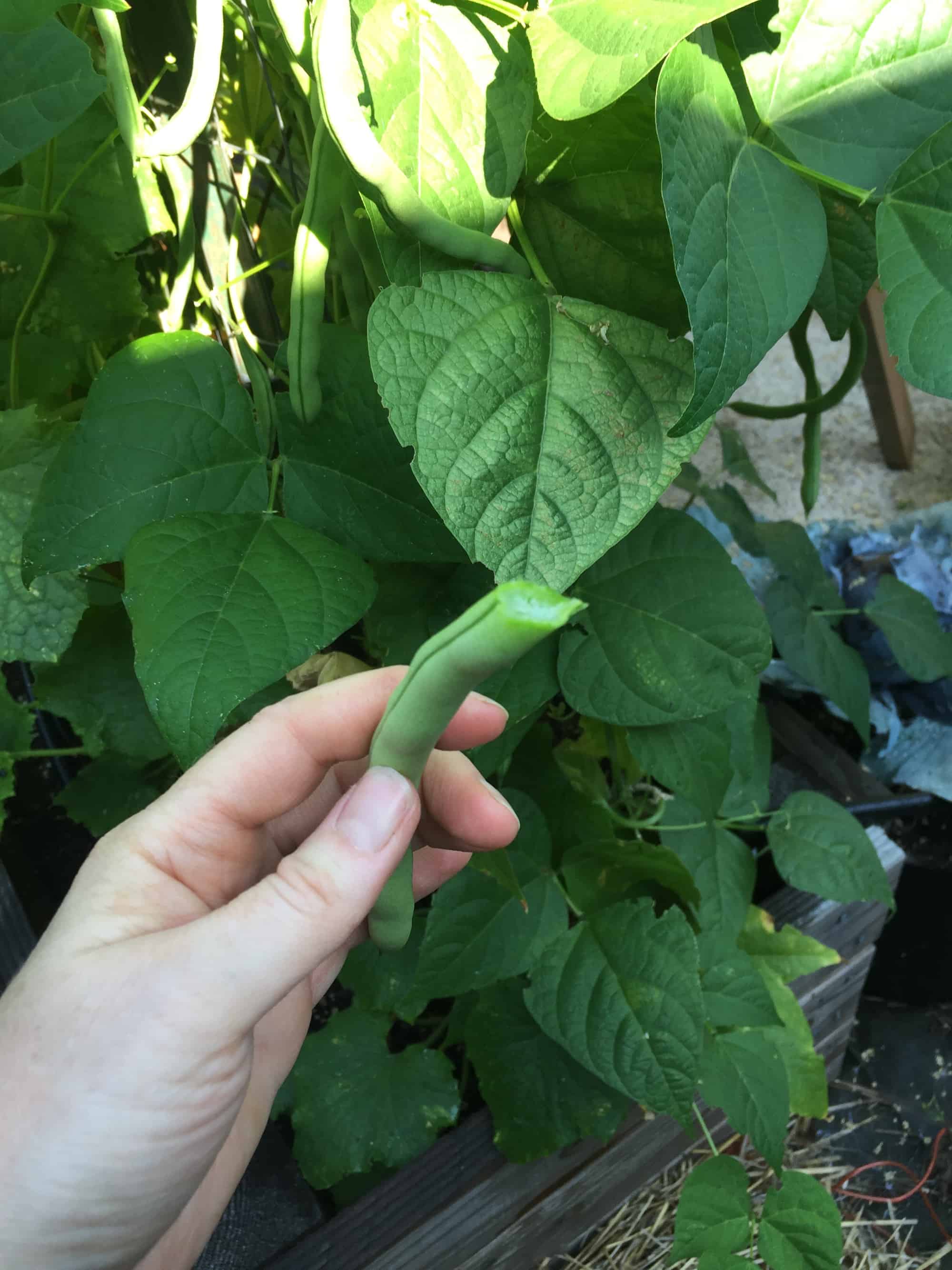 Freezing Green Beans The Garden Delicious